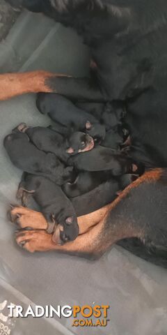 Rottie pups for Christmas