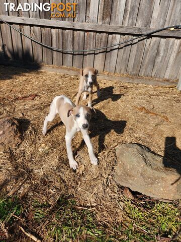 Pure Whippet Puppies