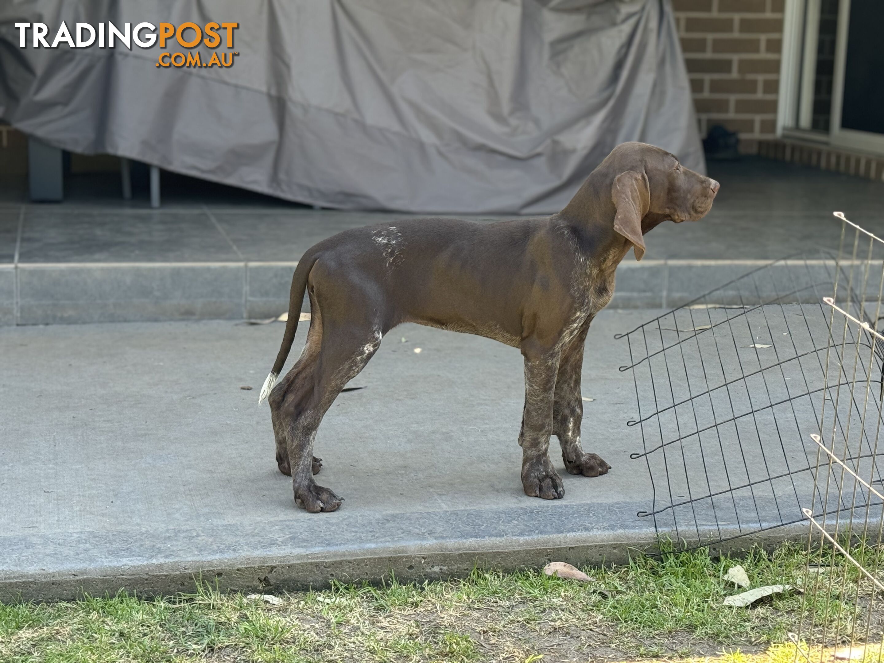 German Shorthaired Pointer Pups