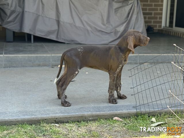 German Shorthaired Pointer Pups