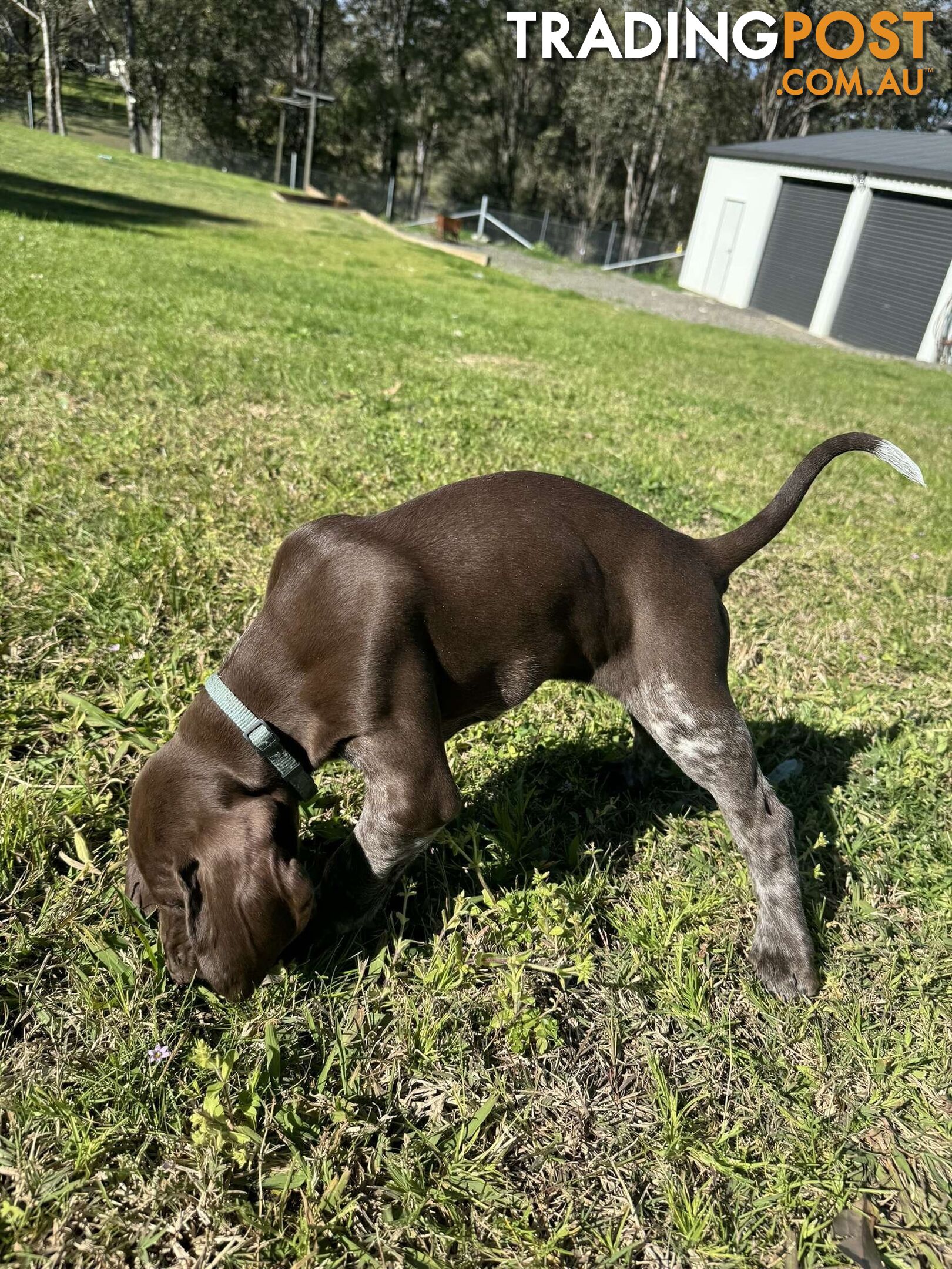 German Shorthaired Pointer Pups