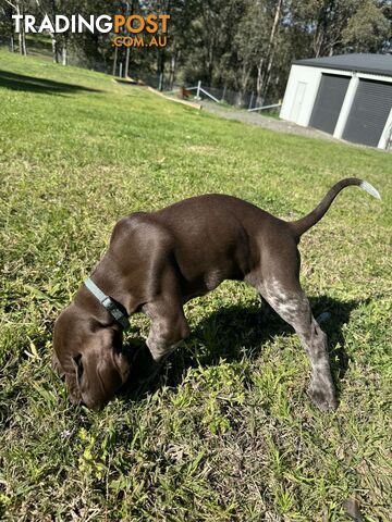 German Shorthaired Pointer Pups