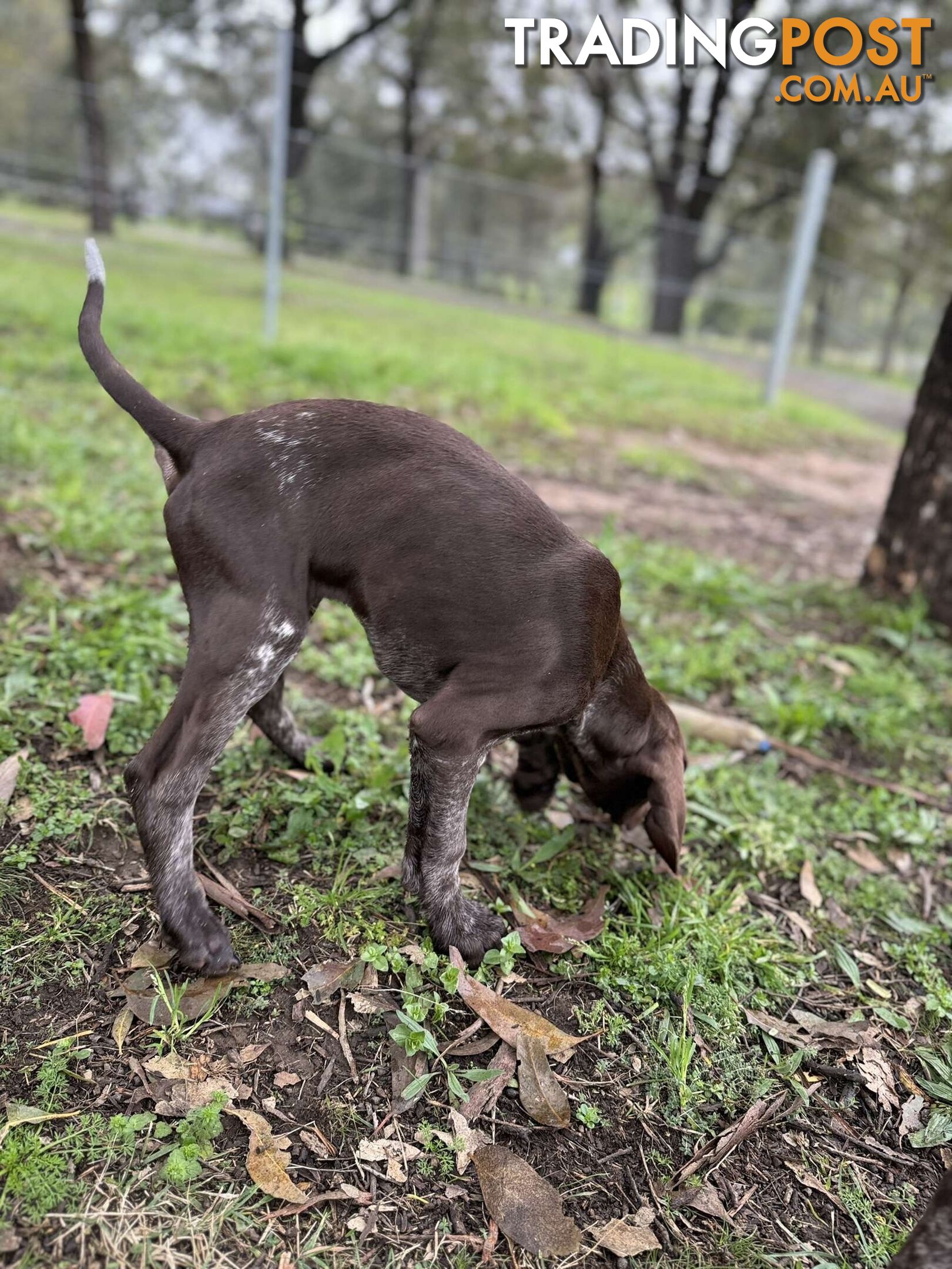 German Shorthaired Pointer Pups