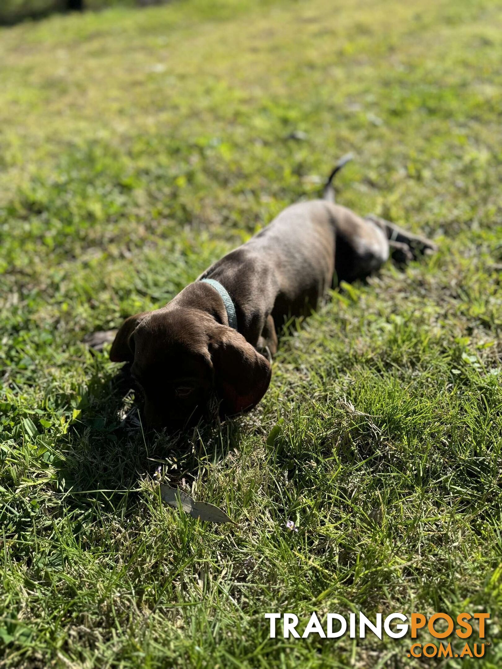 German Shorthaired Pointer Pups