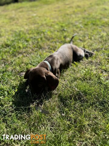 German Shorthaired Pointer Pups