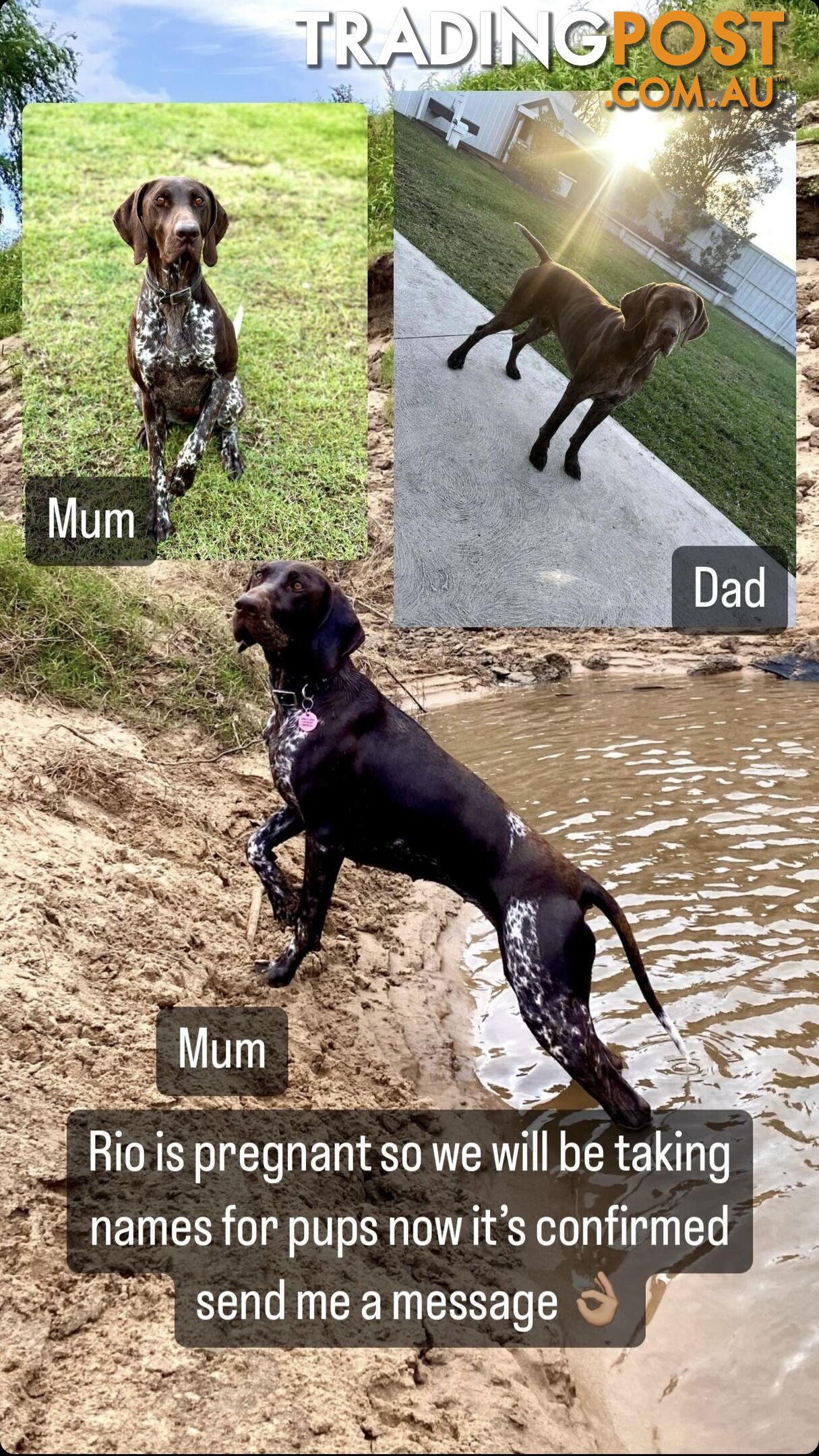 German Shorthaired Pointer Pups