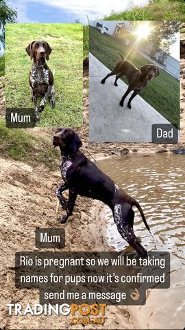 German Shorthaired Pointer Pups