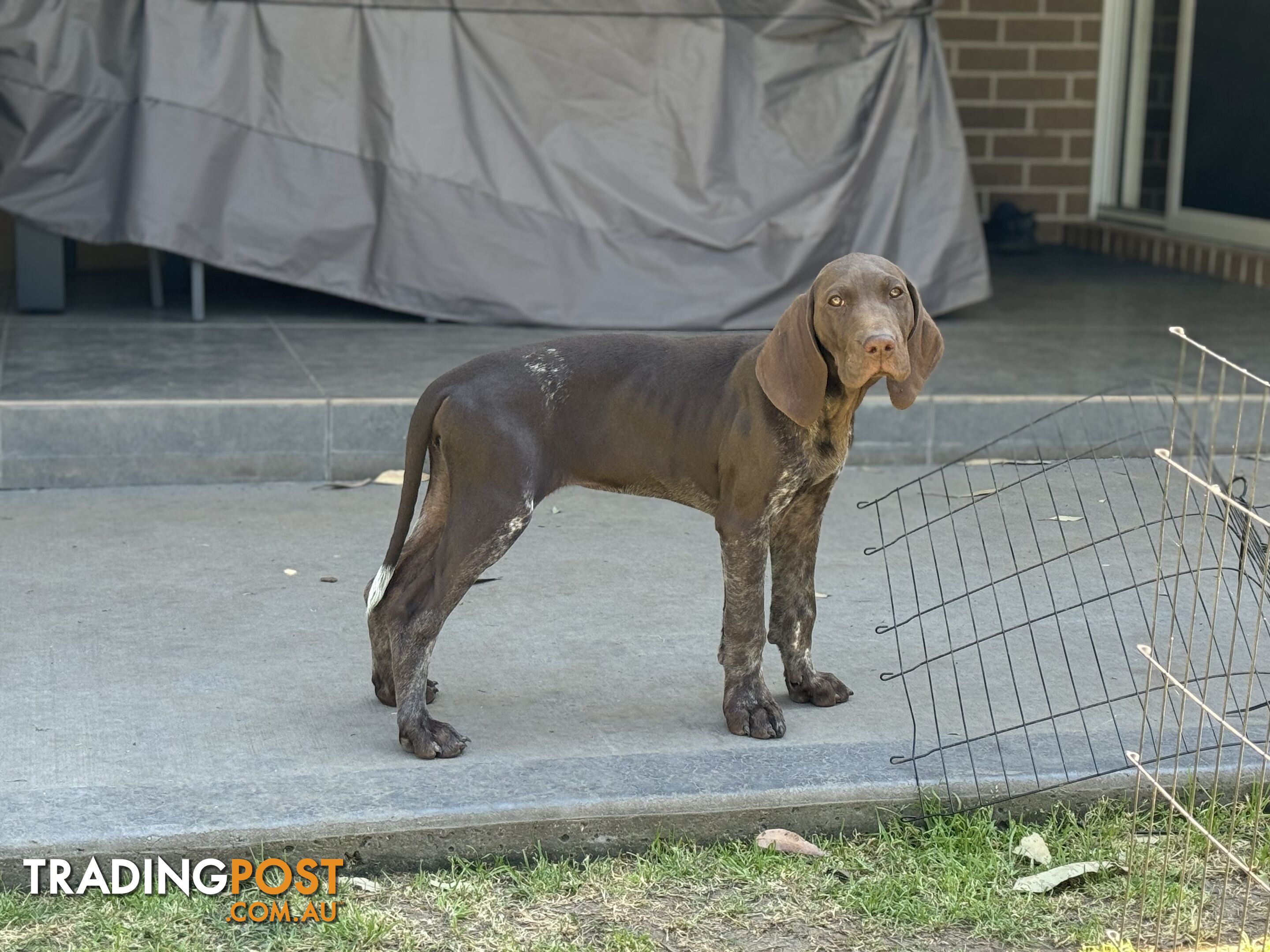 German Shorthaired Pointer Pups