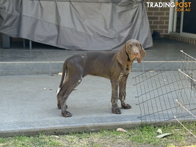 German Shorthaired Pointer Pups