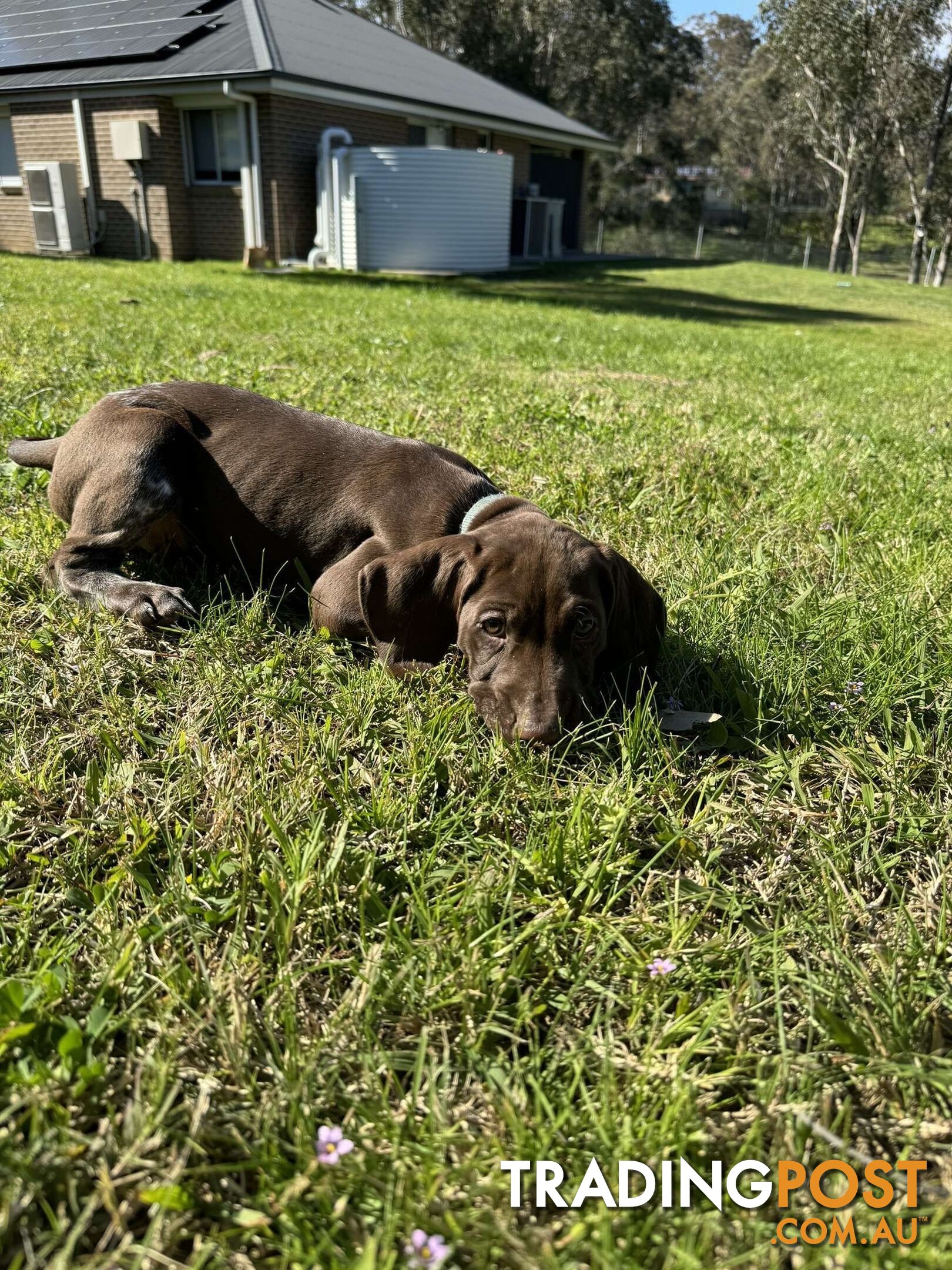 German Shorthaired Pointer Pups