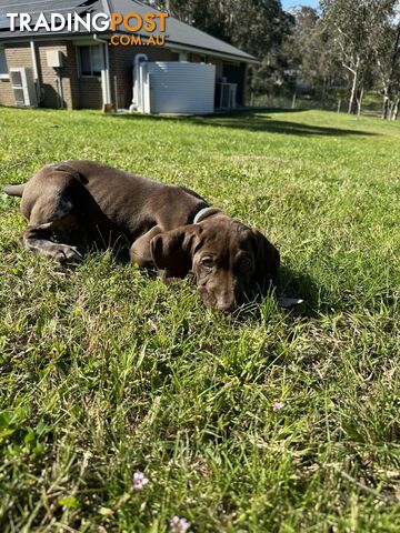 German Shorthaired Pointer Pups