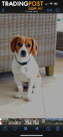 Jack Russell x King Charles Cavalier