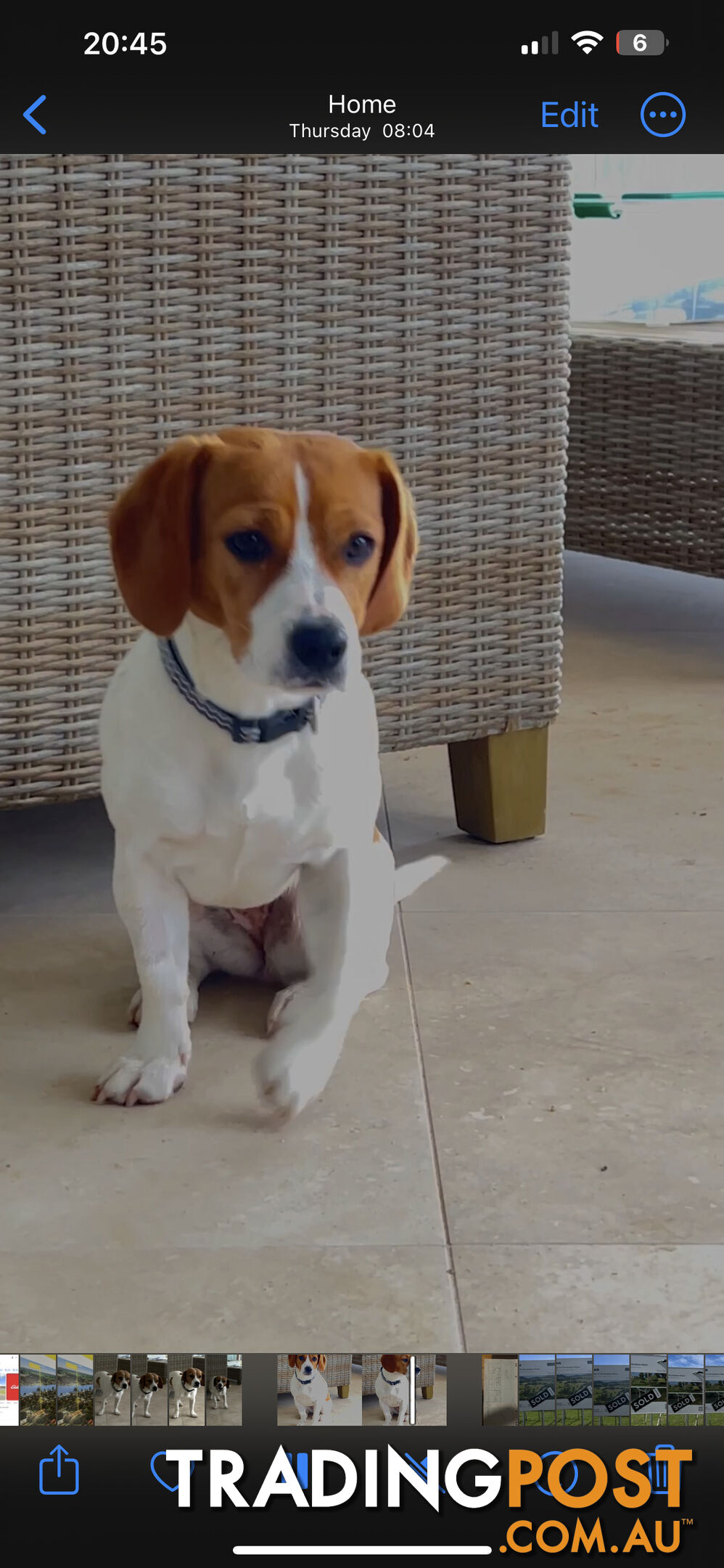 Jack Russell x King Charles Cavalier