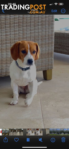 Jack Russell x King Charles Cavalier