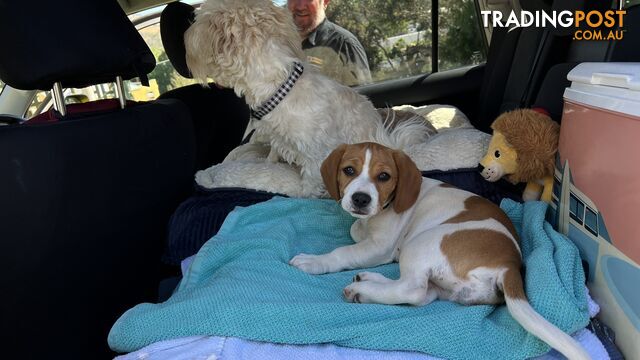 Jack Russell x King Charles Cavalier