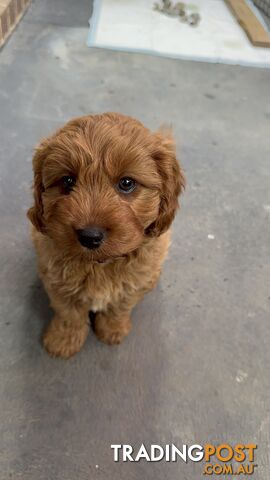 Male Red Toy Cavoodle