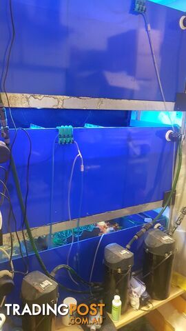 DISPLAY AQUARIUM - 3x 4FT TANKS ON GALVANISED STEEL FRAME, WITH LIGHTS, FILTERS, AND MORE