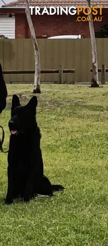 pure breed black german Shepard&#39;s