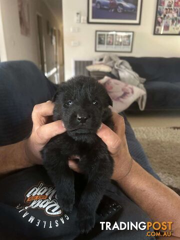 pure breed black german Shepard&#39;s