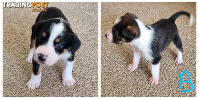 Border Collie x pups