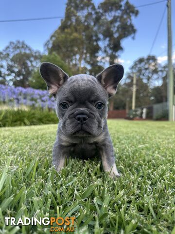 French Bulldog Puppies - 8 weeks Old - READY NOW!