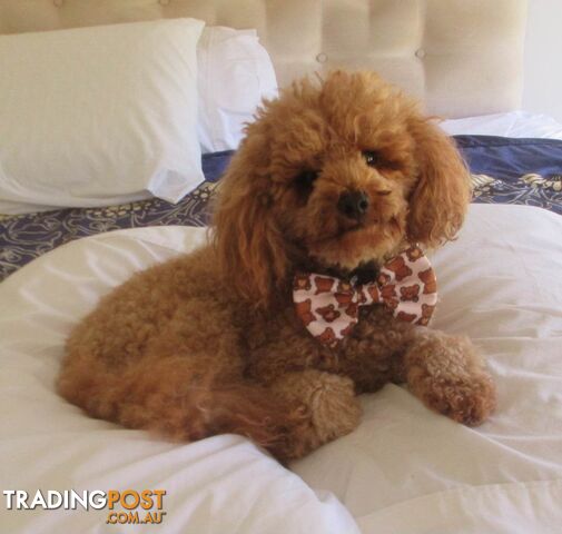 Red Toy Poodle Stud service