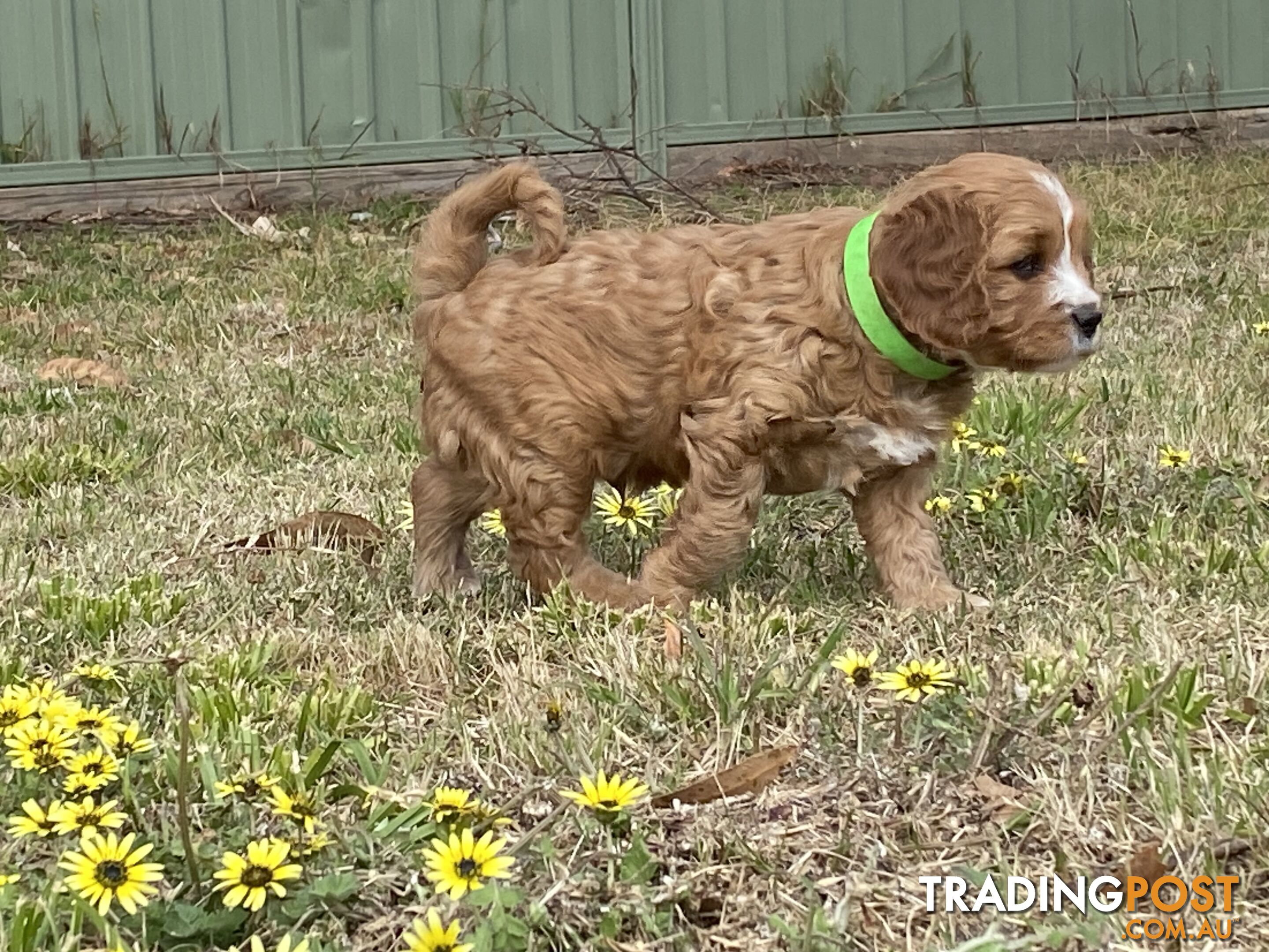 Cavoodles PUPPIES for sale