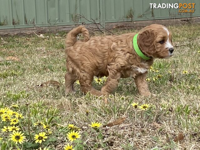 Cavoodles PUPPIES for sale