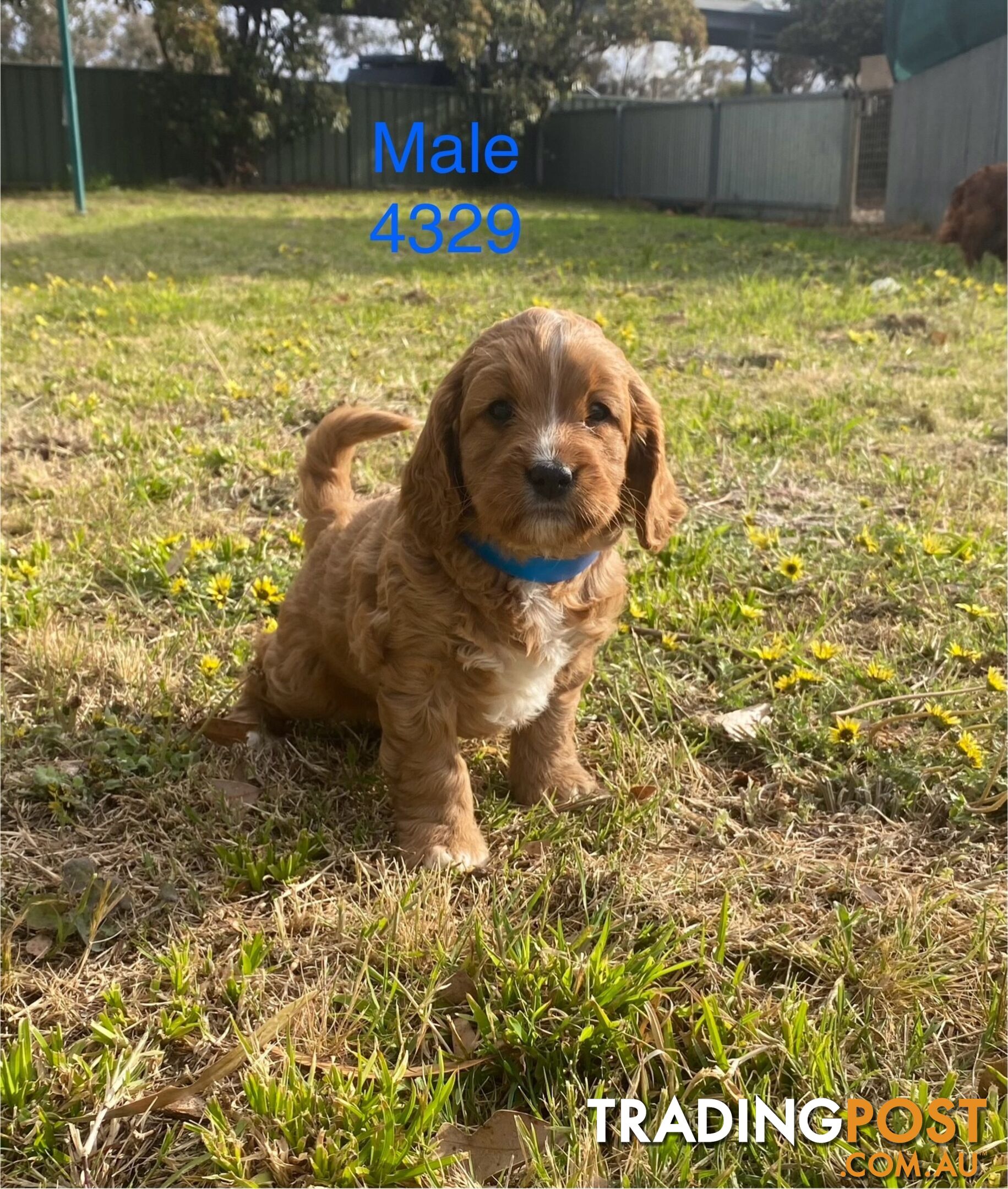 Cavoodles PUPPIES for sale