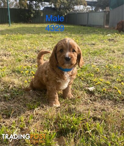 Cavoodles PUPPIES for sale