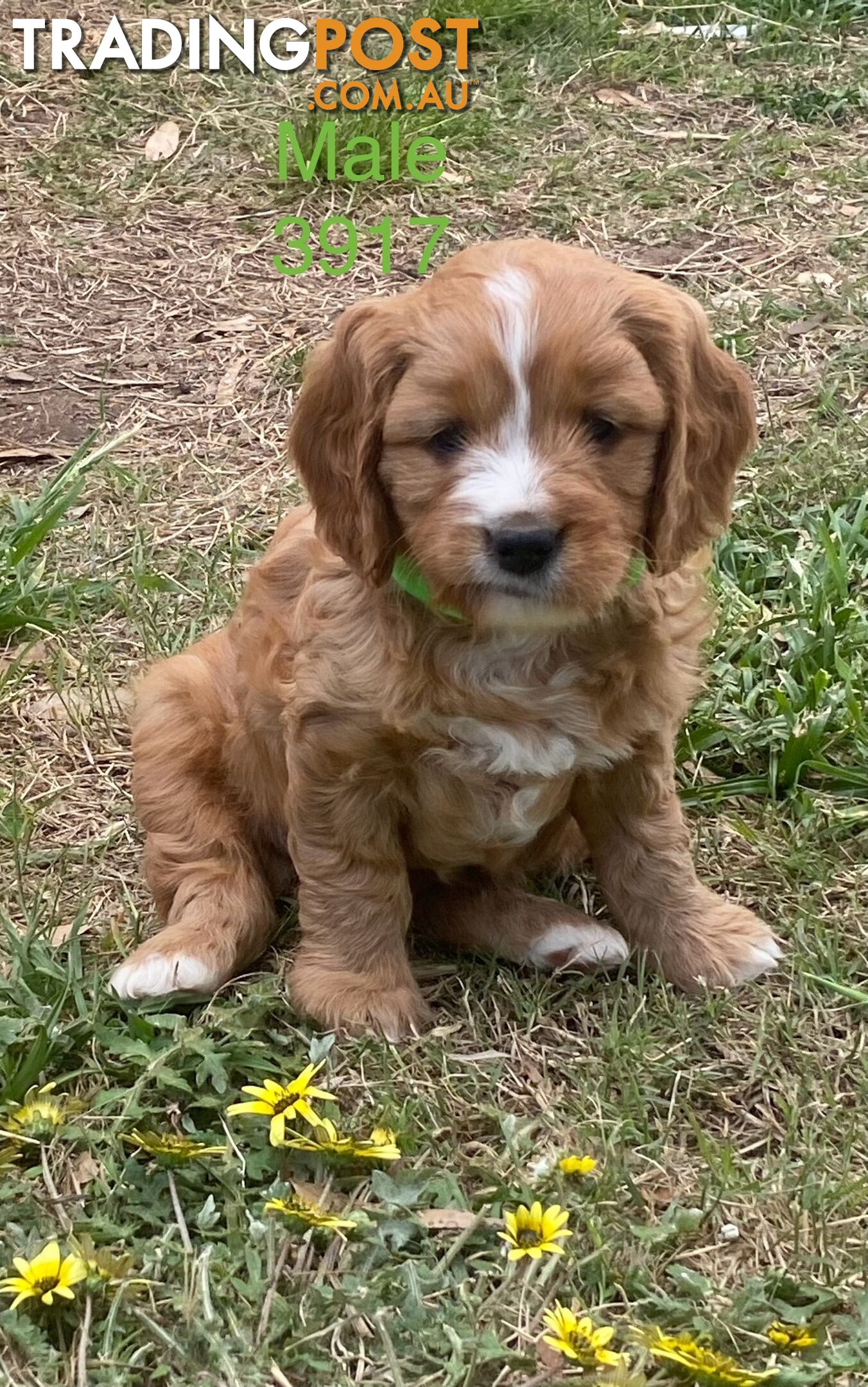 Cavoodles PUPPIES for sale