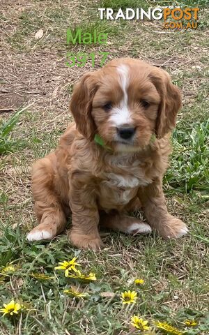 Cavoodles PUPPIES for sale