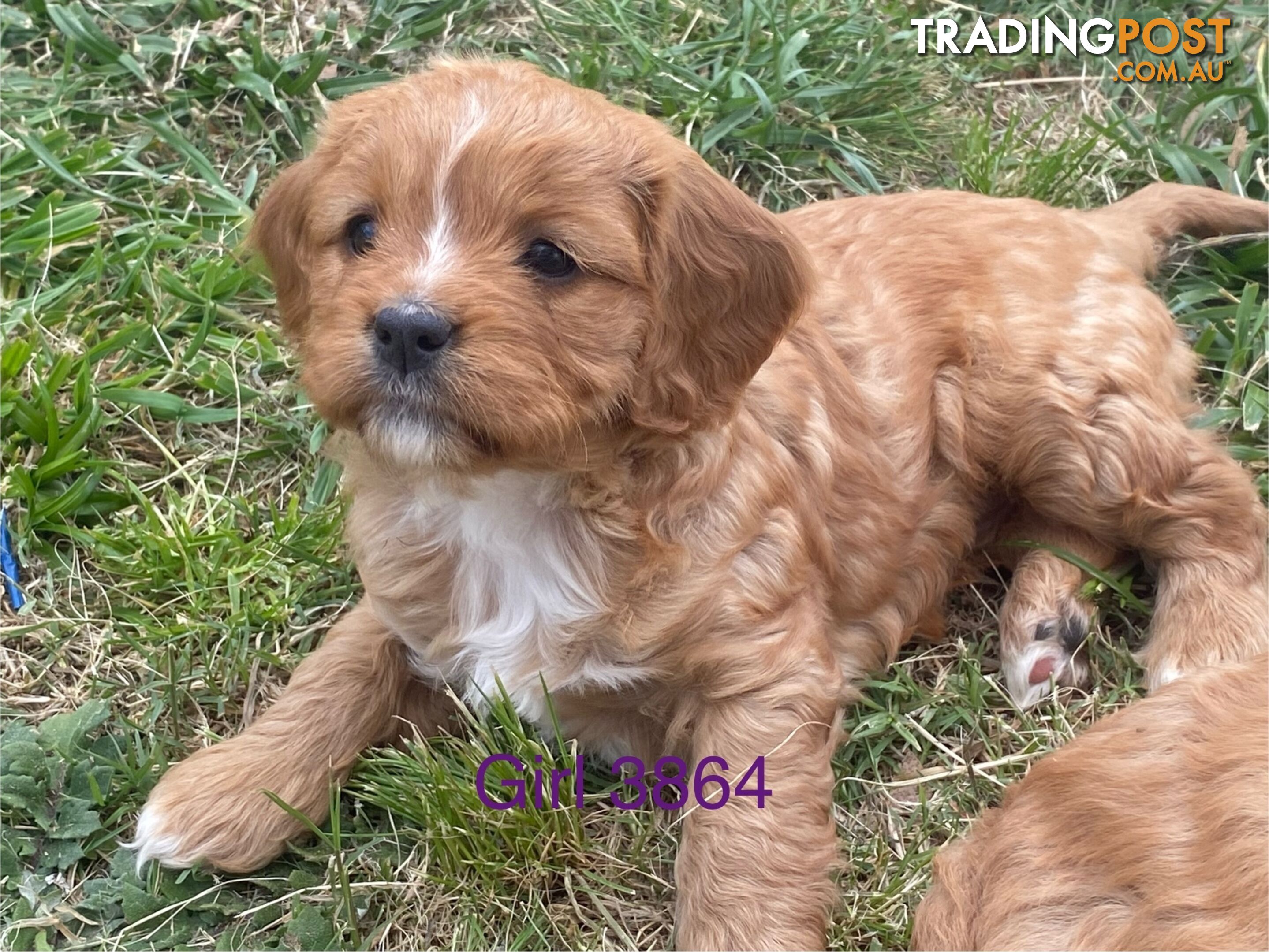 Cavoodles PUPPIES for sale