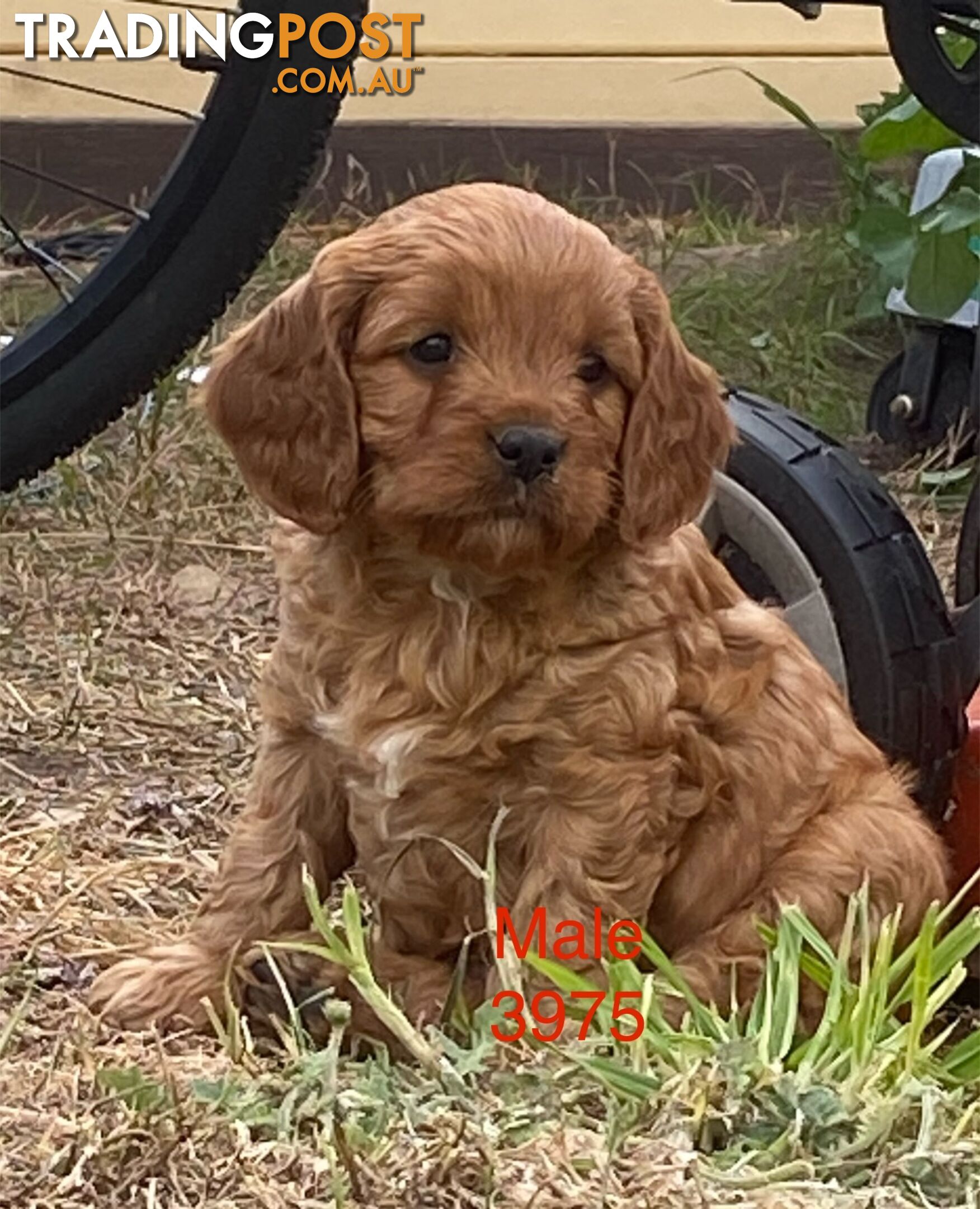 Cavoodles PUPPIES for sale