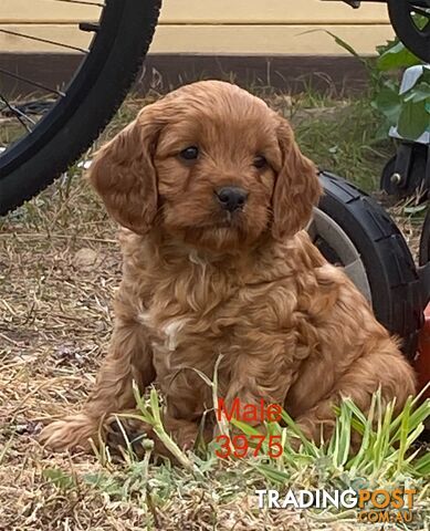 Cavoodles PUPPIES for sale