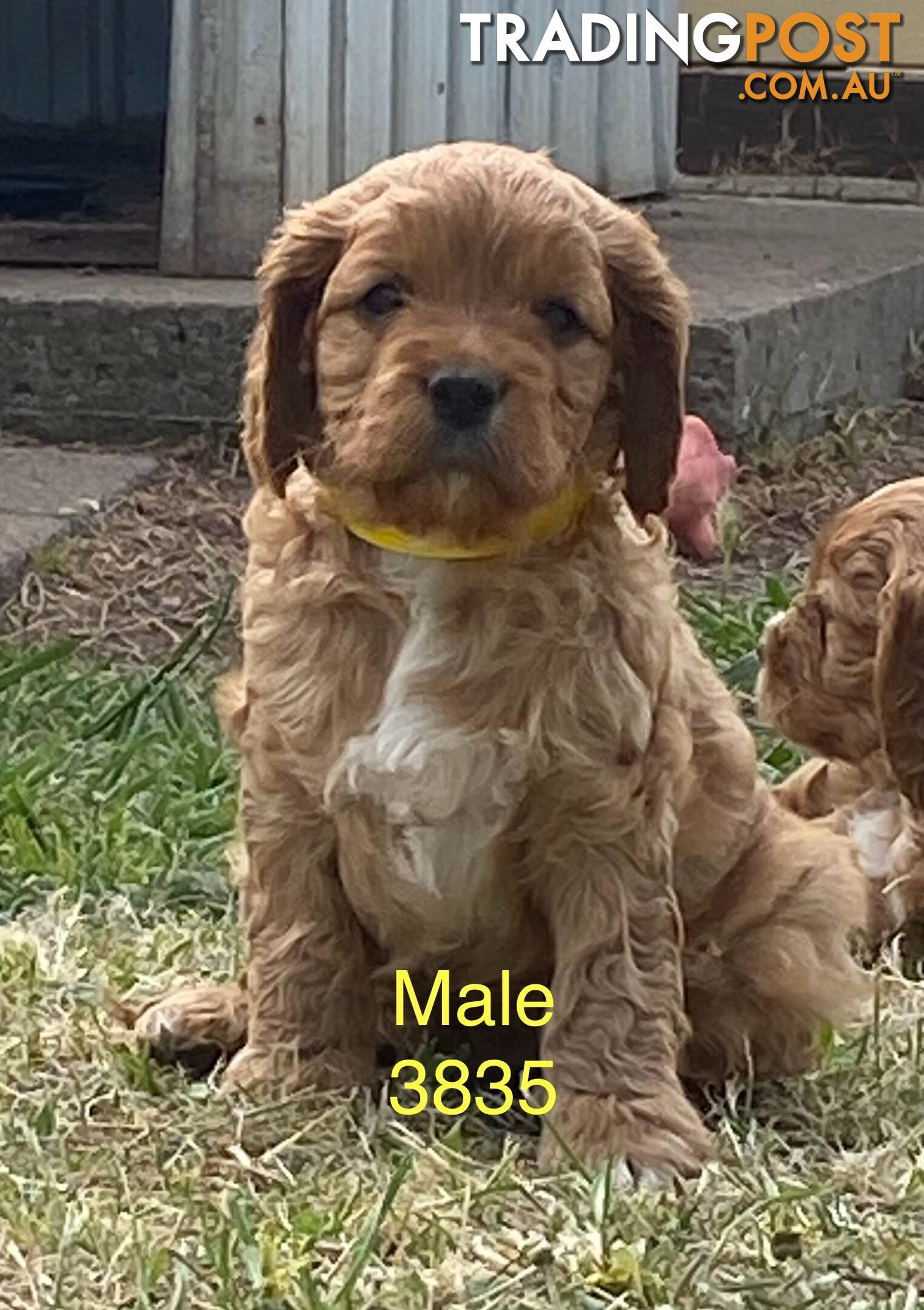 Cavoodles PUPPIES for sale