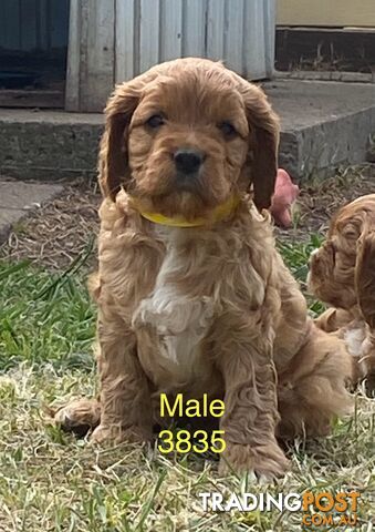 Cavoodles PUPPIES for sale