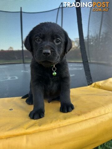 Gorgeous Black Labrador Puppies