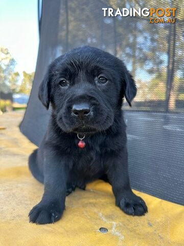 Gorgeous Black Labrador Puppies