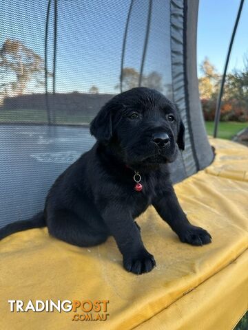 Gorgeous Black Labrador Puppies