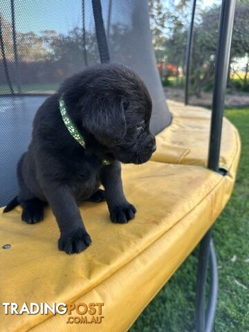 Gorgeous Black Labrador Puppies