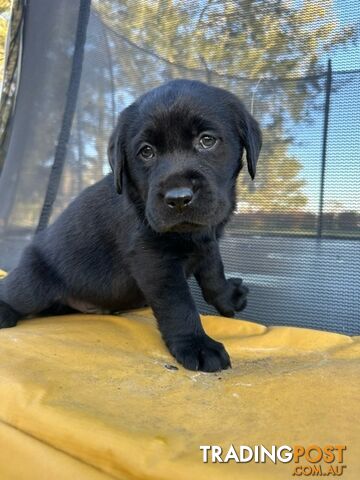 Gorgeous Black Labrador Puppies