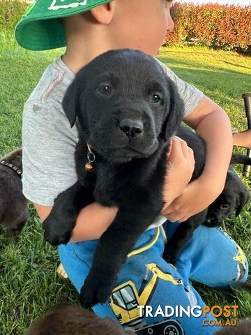 Gorgeous Black Labrador Puppies