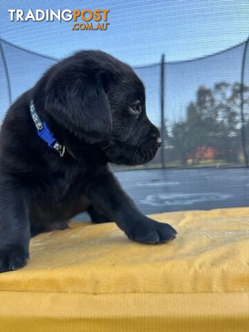 Gorgeous Black Labrador Puppies