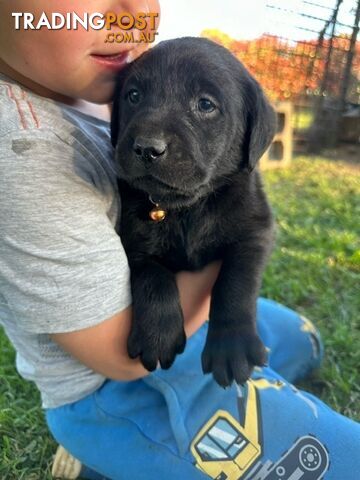 Gorgeous Black Labrador Puppies