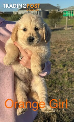 Pure Bred Golden Retirever Puppies last GIRL Ready for their homes NOW