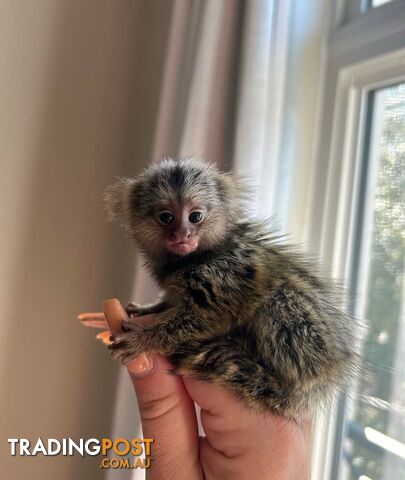 Very playful Marmoset monkeys