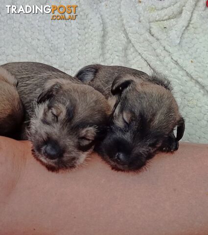 Miniature schnauzers