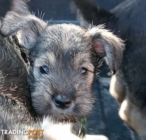 Miniature schnauzers