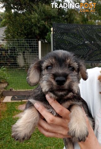 Miniature schnauzers